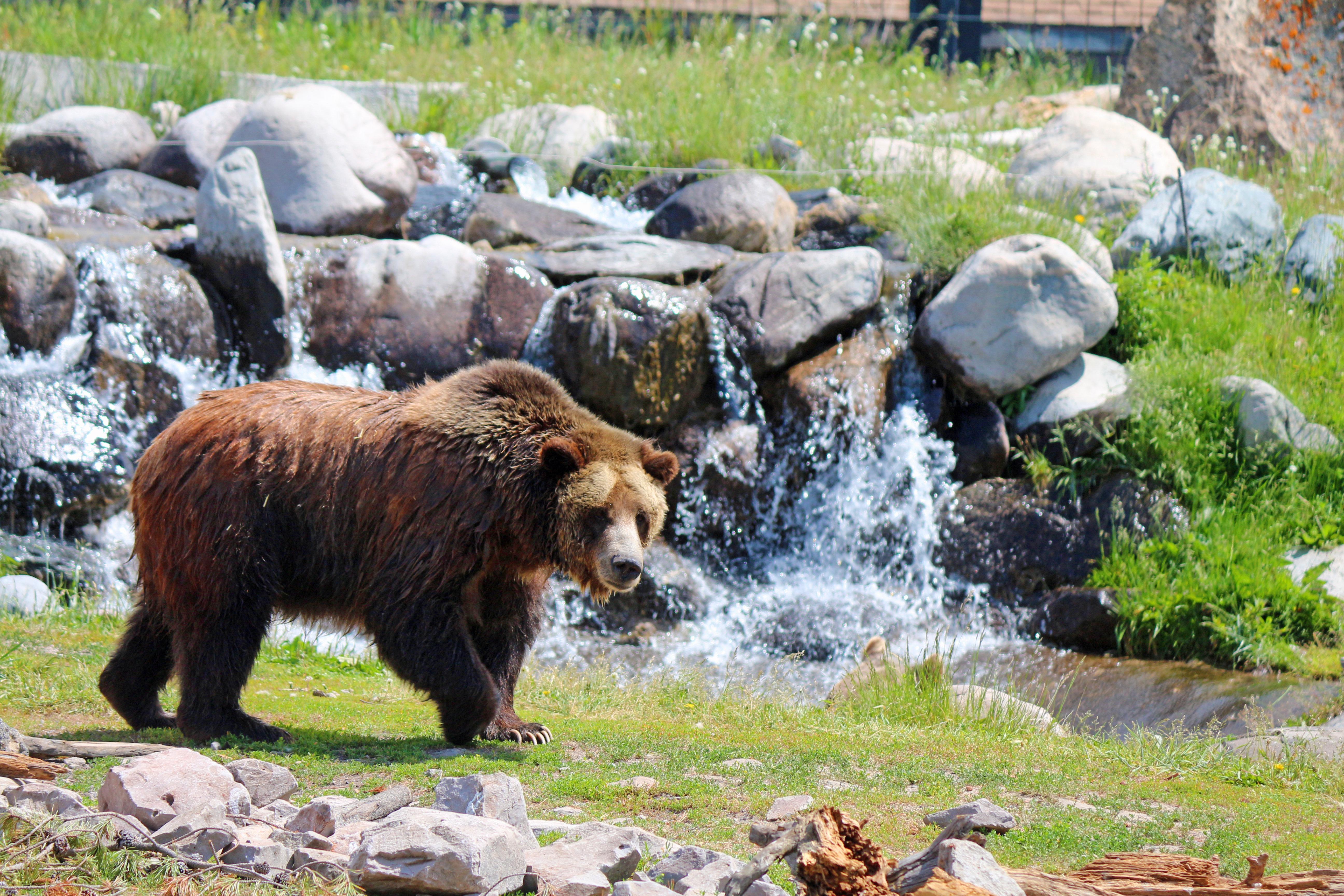 Holiday Inn West Yellowstone By Ihg Eksteriør bilde